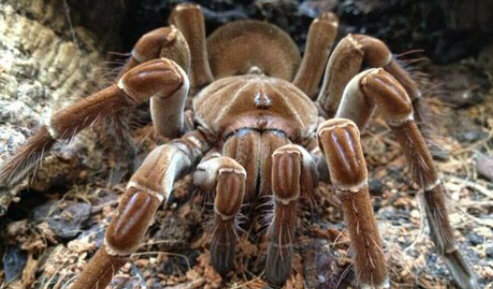 Theraphosa stirmi indonésie